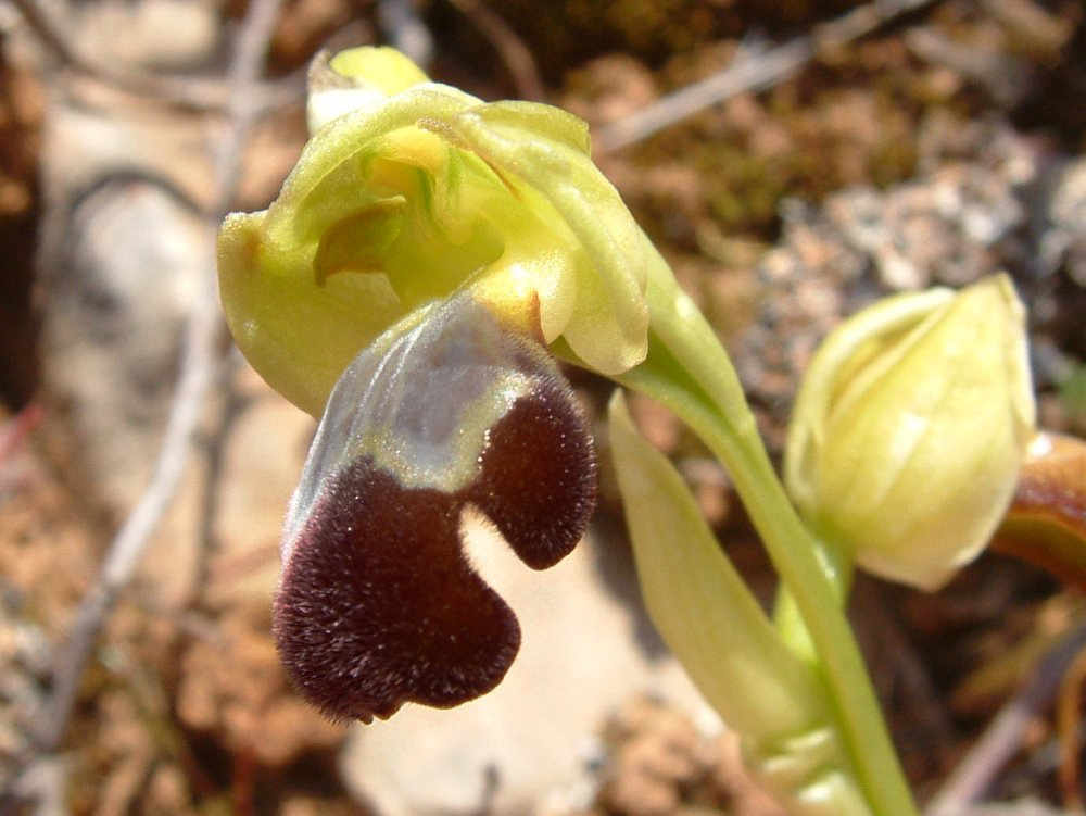 Le brillanti <i>Ophrys fusca orientali</i>   Dalla Grecia con passione